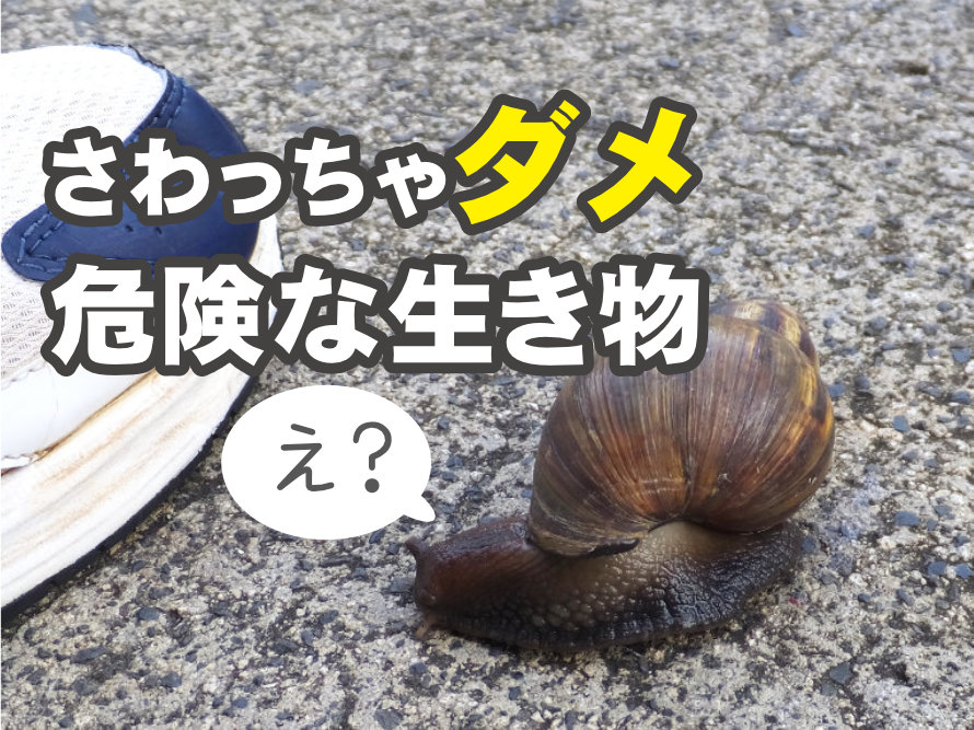 ハワイのアフリカマイマイ