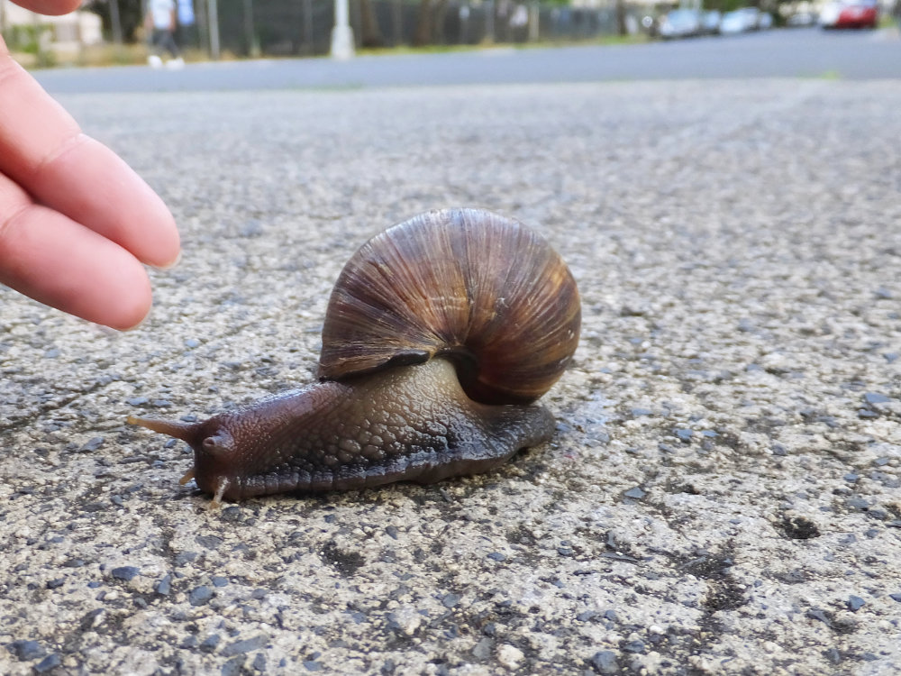 ハワイのアフリカマイマイ