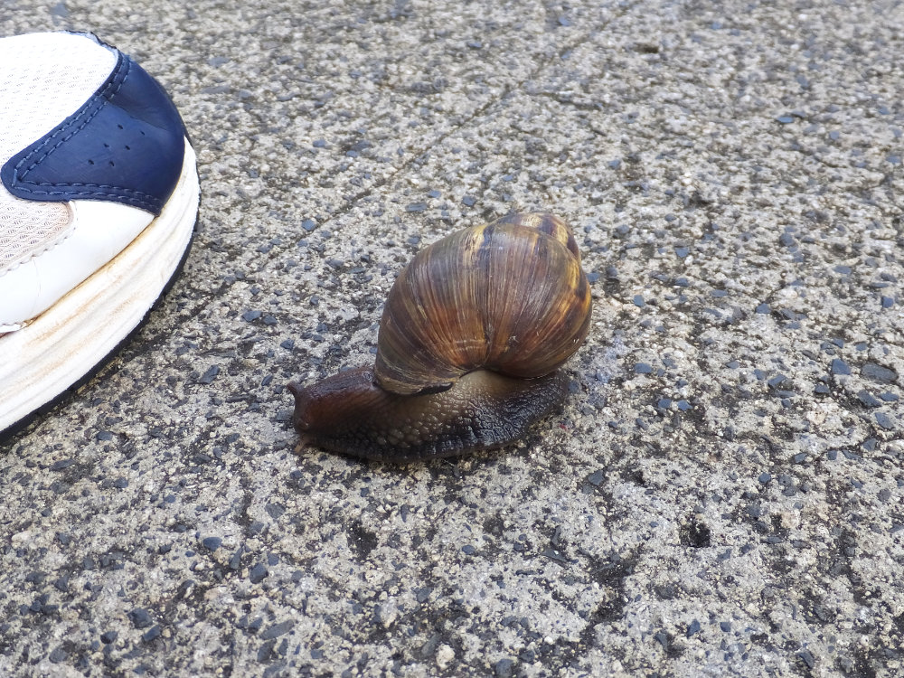 アフリカマイマイ